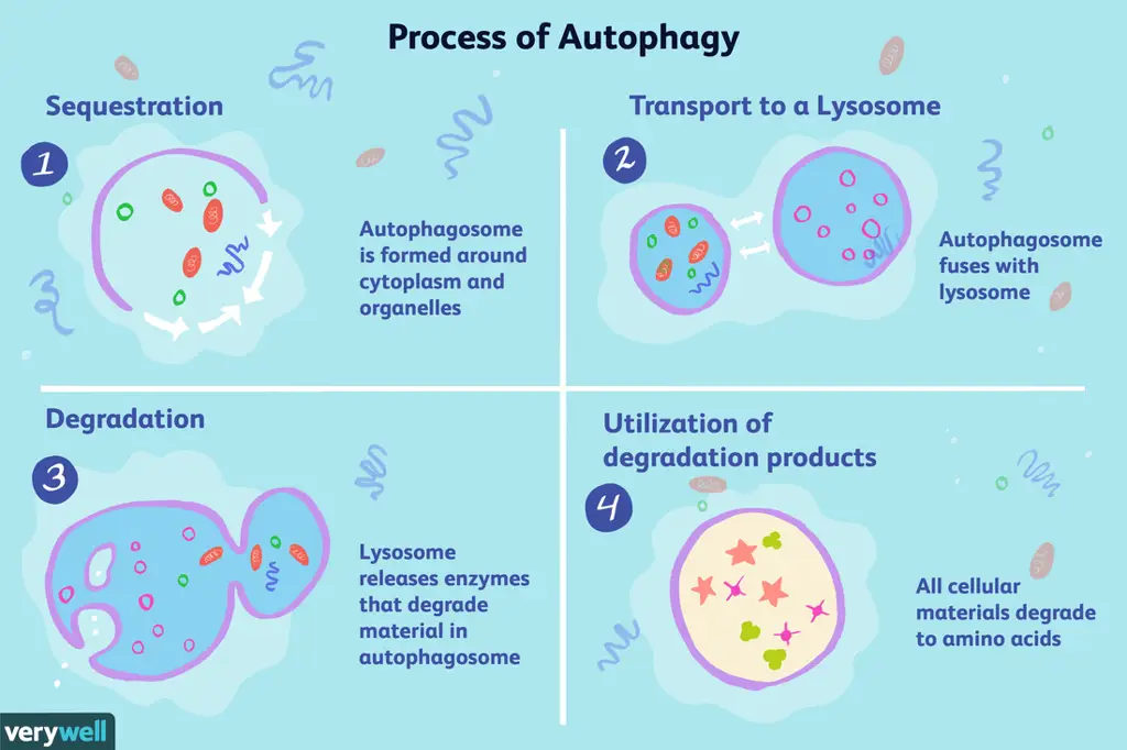 Seni abstrak yang merepresentasikan proses autophagy