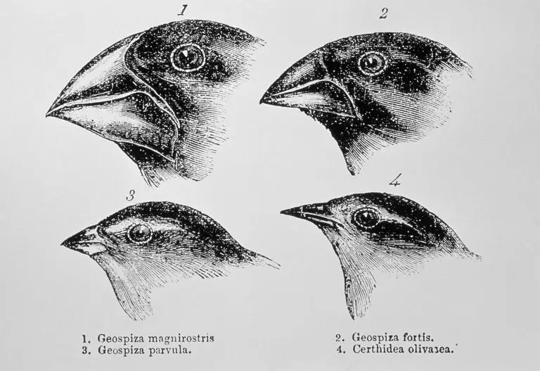 Gambar berbagai jenis burung Finch Darwin yang menunjukkan adaptasi evolusioner