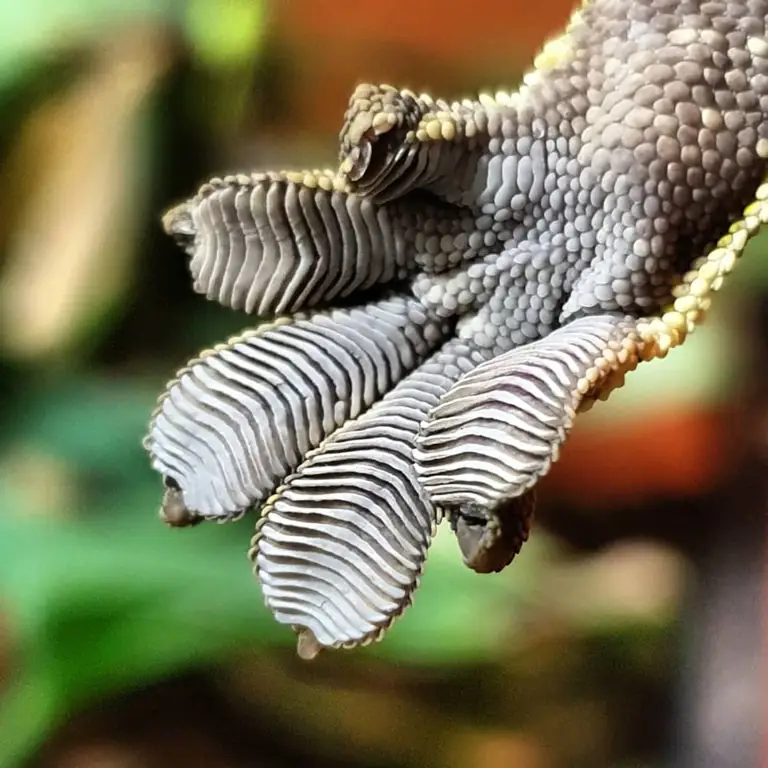 kaki cicak dengan lamellae