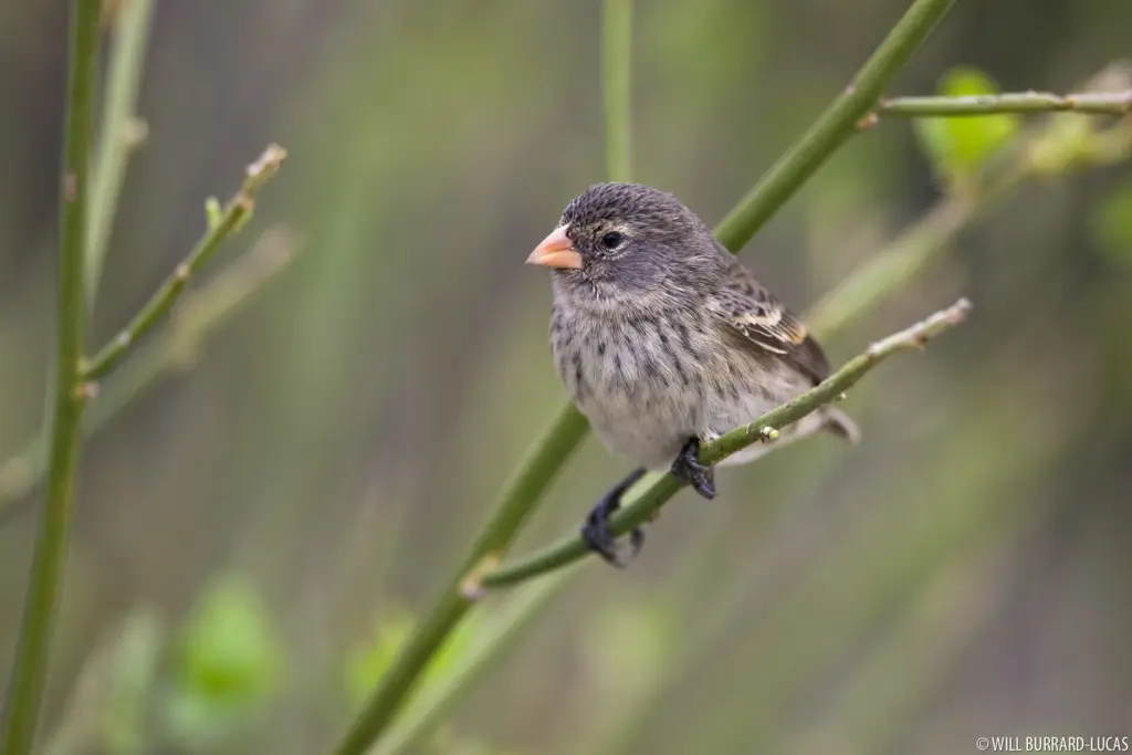 Gambar berbagai spesies burung Finch di Kepulauan Galapagos yang menunjukkan adaptasi paruh mereka