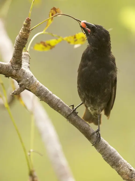 Gambar berbagai spesies burung Finch di kepulauan Galapagos yang menunjukkan variasi bentuk paruh.