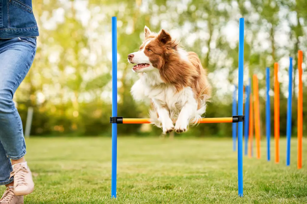 Anjing sedang mengikuti latihan agility