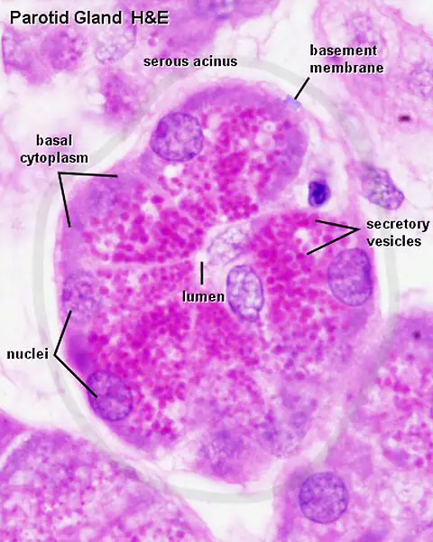 Gambar mikroskopis air liur manusia