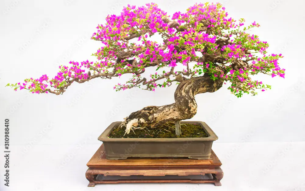 Akar bonsai kamboja yang sehat dan kuat