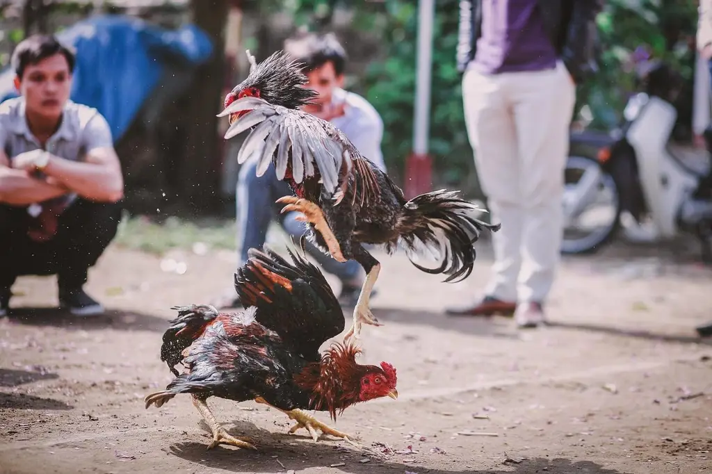 Pertandingan sabung ayam