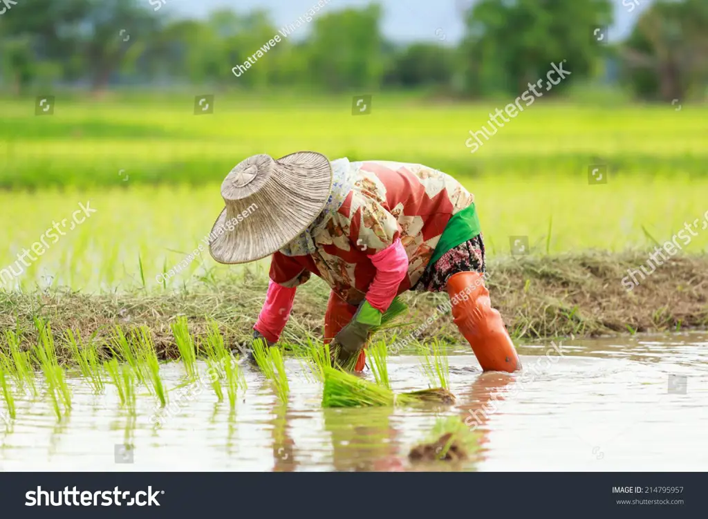 Masyarakat lokal sedang bekerja di sawah