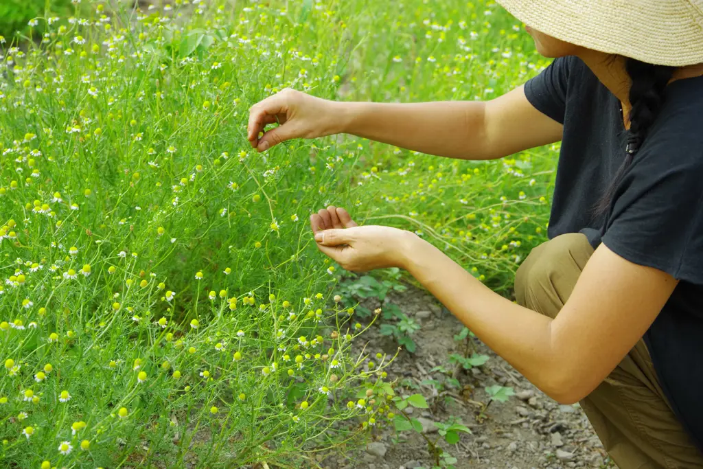 Tsuki sedang berkebun