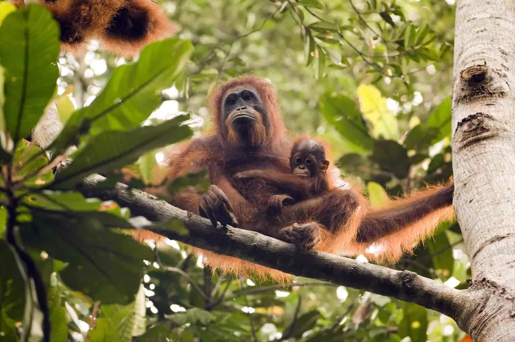 Orangutan di hutan hujan