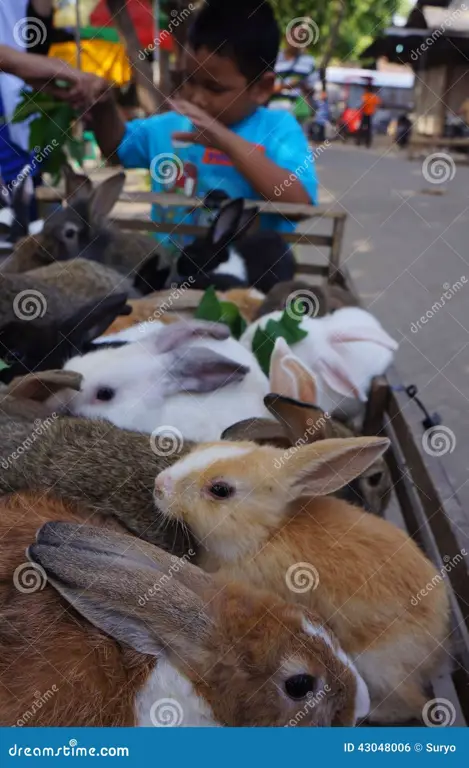 Pasar hewan di Animal Town