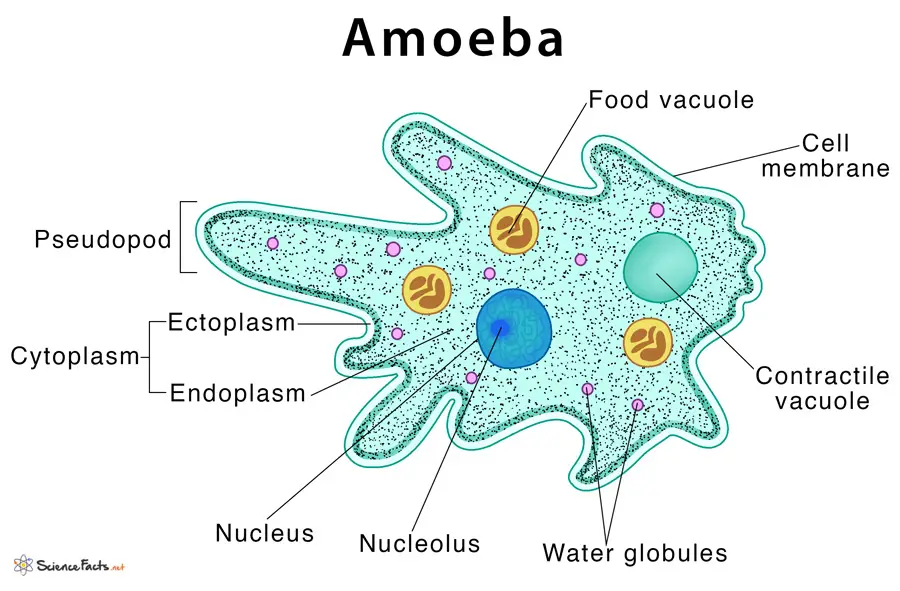 Gambar Amoeba