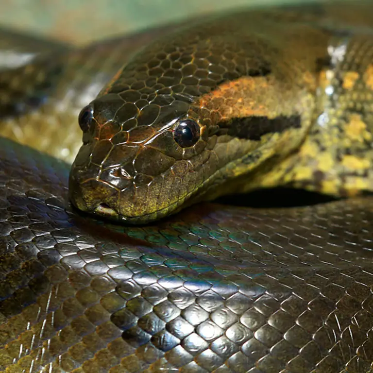 Anaconda hijau melilit mangsanya