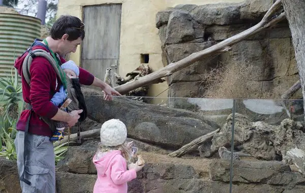 Pengalaman Auckland Zoo untuk anak-anak