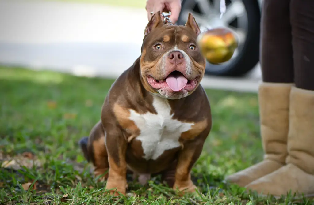 Anak anjing American Bully Pocket yang lucu dan menggemaskan.