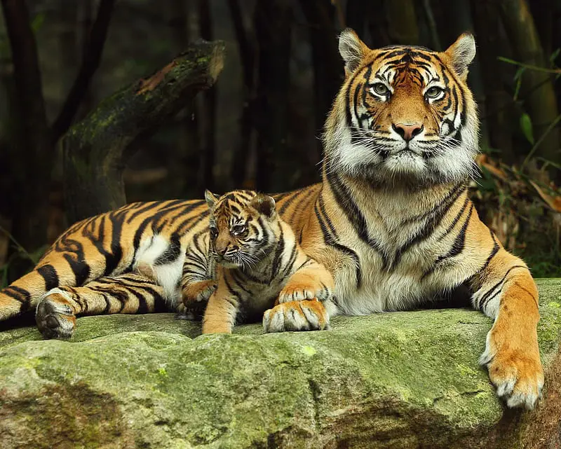 Anak harimau yang sedang bermain-main di hutan hujan.