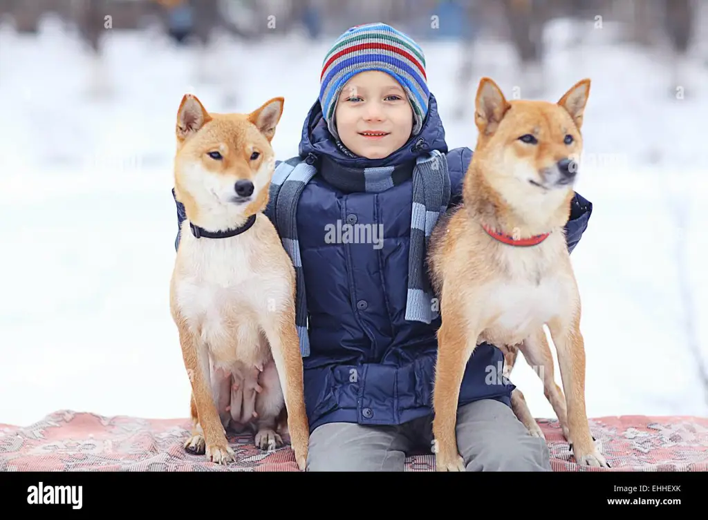 Gambar anak laki-laki dan anjingnya yang lucu