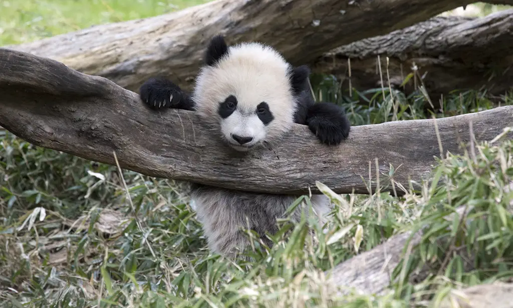 Anak panda sedang bermain.