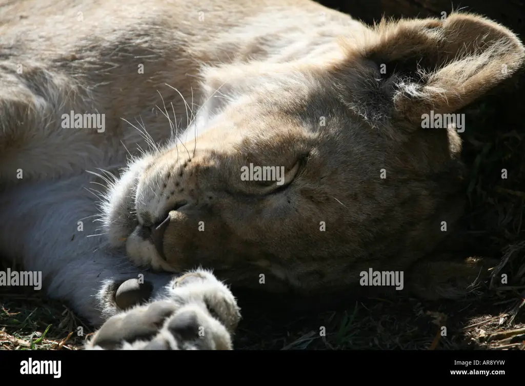 Anak singa sedang tidur