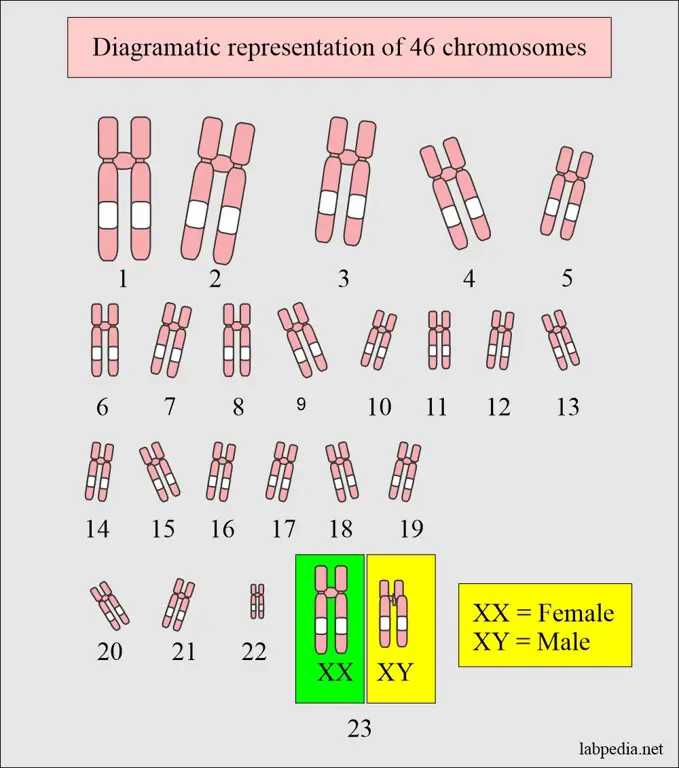 Gambar analisis karyotipe