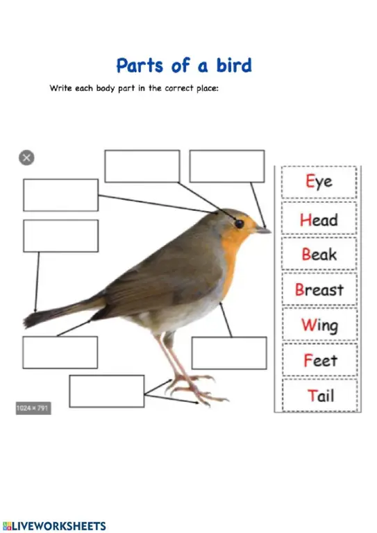 Diagram anatomi burung untuk anak-anak