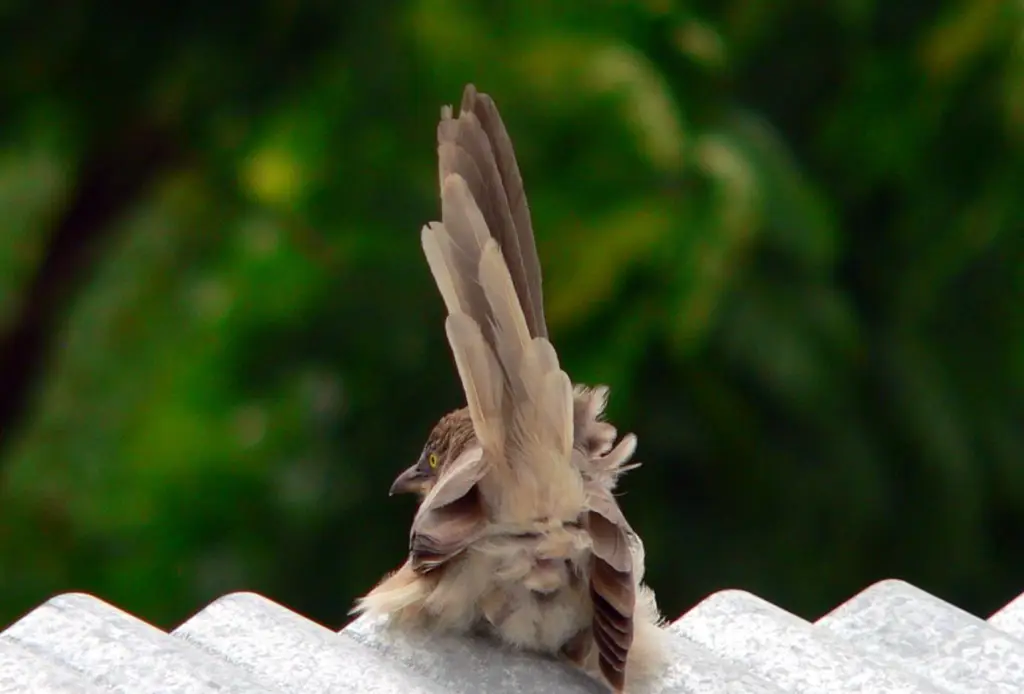 Gambar penis burung