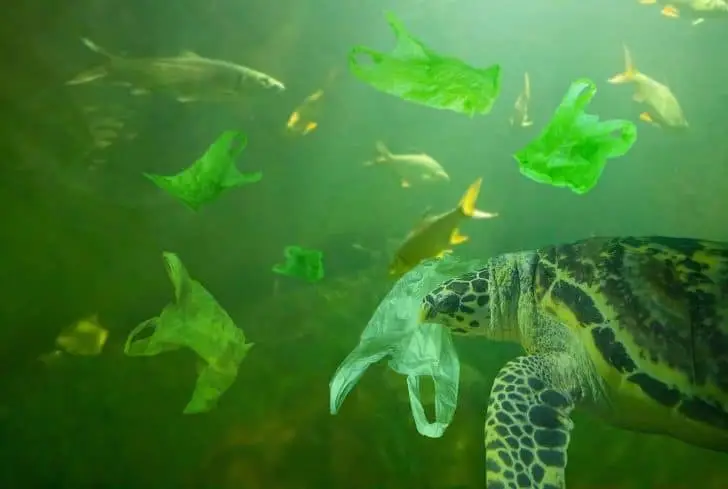 Gambar polusi laut yang mengancam hewan laut