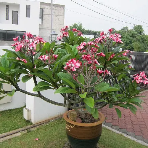 Berbagai jenis bunga kamboja dengan warna dan bentuk yang berbeda-beda