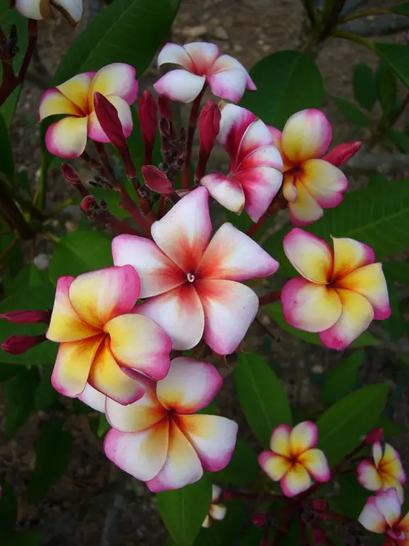 Berbagai jenis bunga kamboja dengan warna dan bentuk yang berbeda-beda