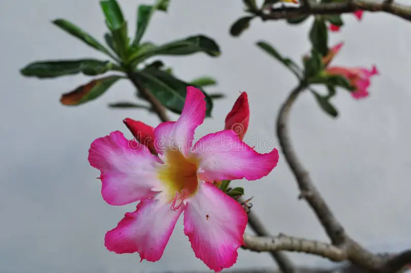 Bunga Kamboja Jepang dengan berbagai warna