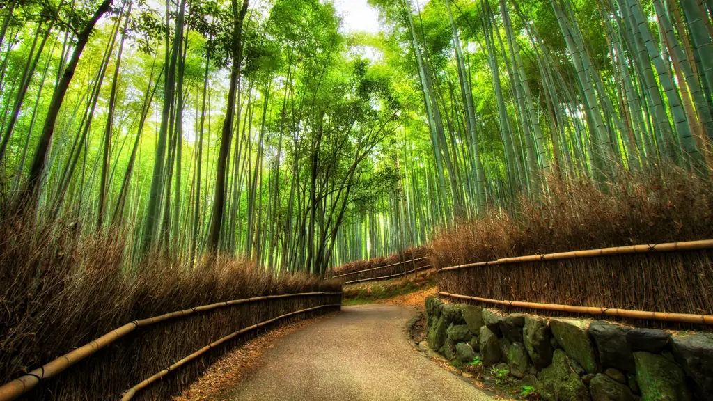 Gambar angin bertiup di hutan bambu Jepang