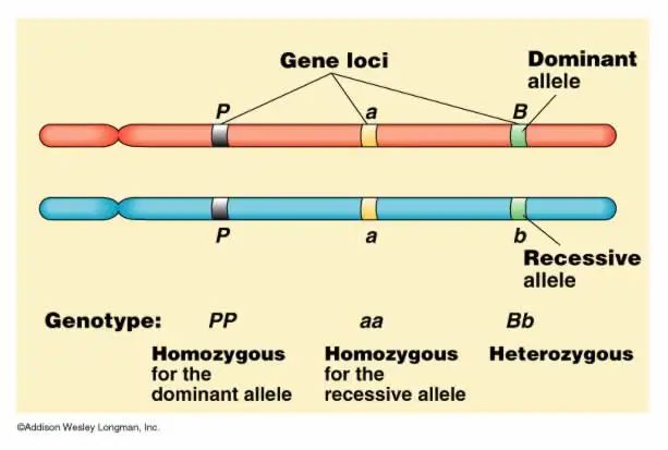 Animasi DNA dan ekspresi alel menunjukkan bagaimana alel memengaruhi ekspresi gen.