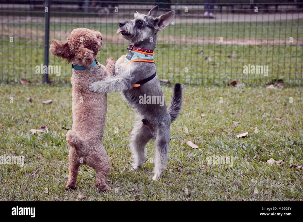 Anjing-anjing yang bahagia sedang bermain di penampungan