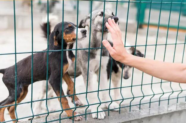 Anjing-anjing bahagia di shelter