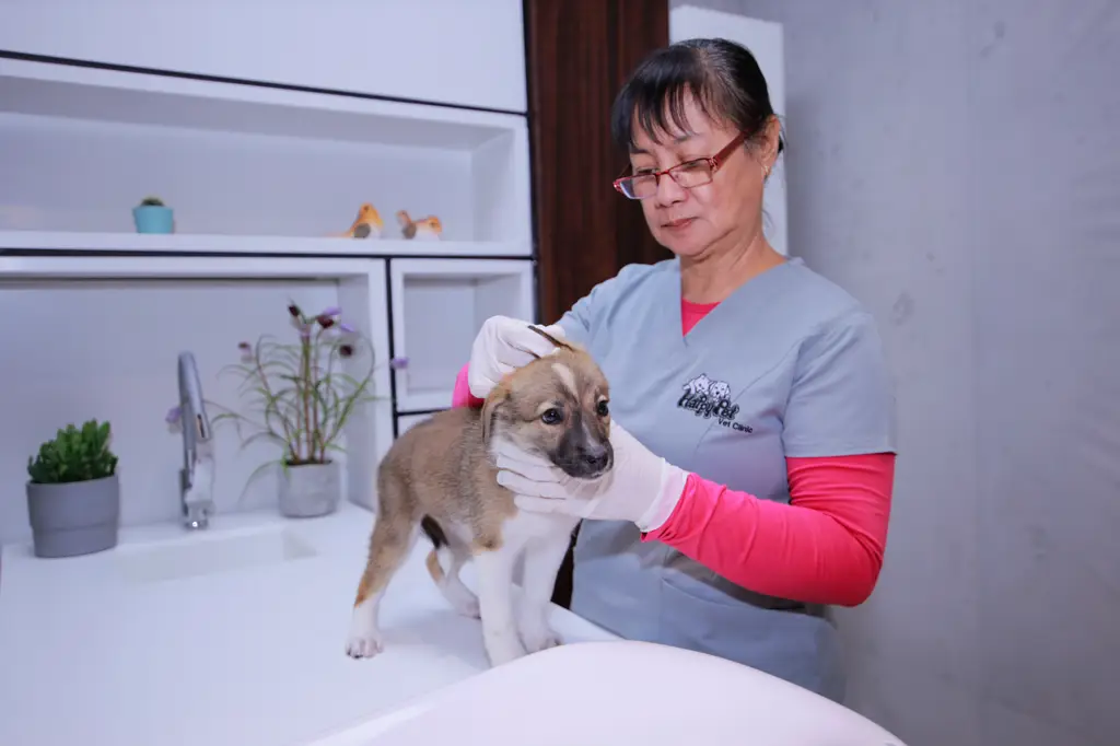 Anjing yang bahagia di klinik hewan