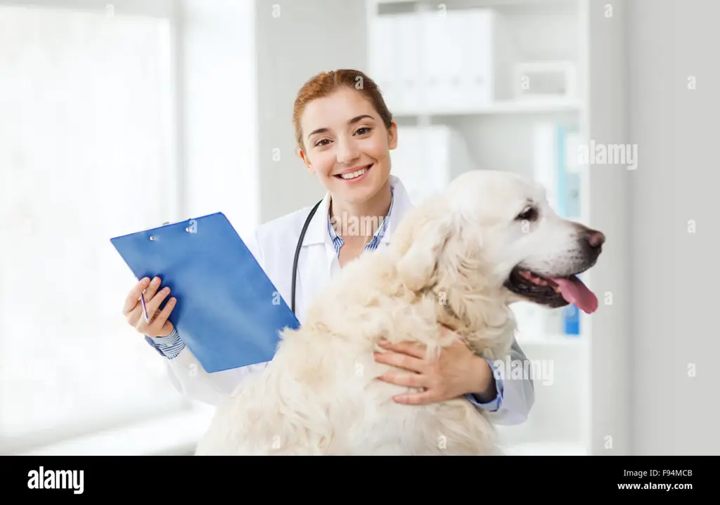 Anjing Bahagia di Klinik Hewan Anjing yang bahagia di klinik hewan