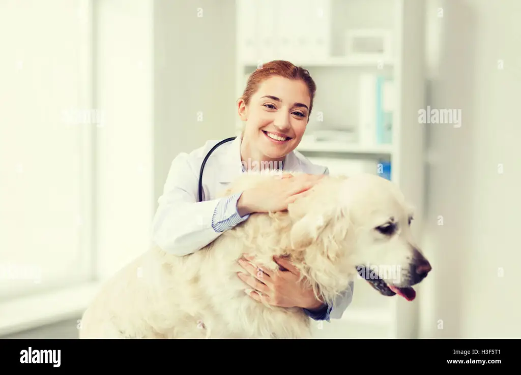 Anjing yang bahagia di klinik hewan