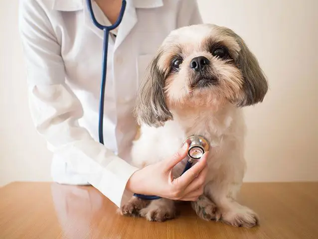 Anjing yang bahagia di klinik hewan