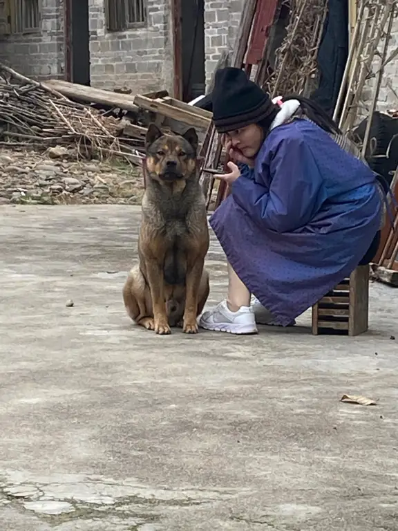 Anjing gembala Tiongkok tampak waspada dan melindungi Lin Wei