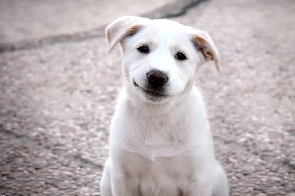 Anjing yang sedang bermain dengan gembira