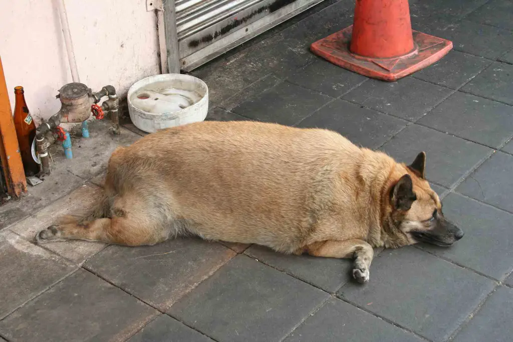 Anjing gemuk sedang bermain.