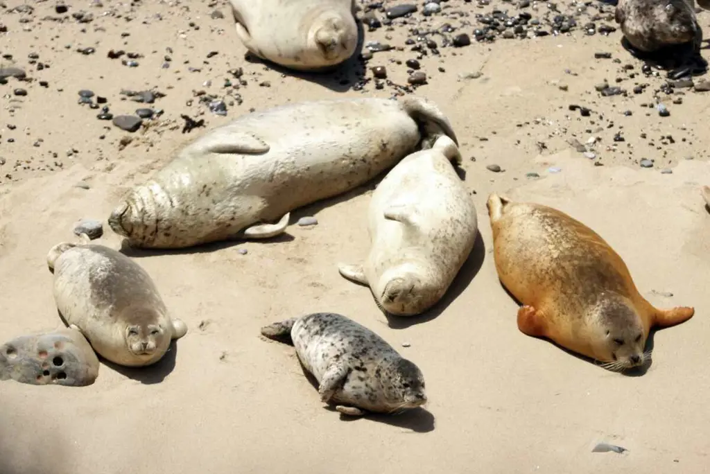 Anjing laut di pantai berbatu