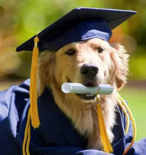 Anjing memakai topi wisuda