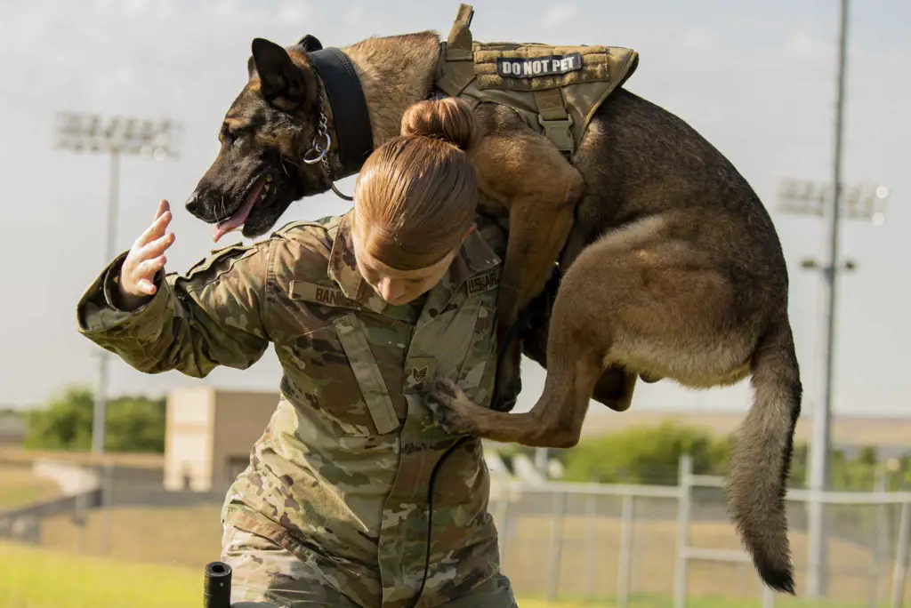 Anjing militer bertugas dalam operasi keamanan