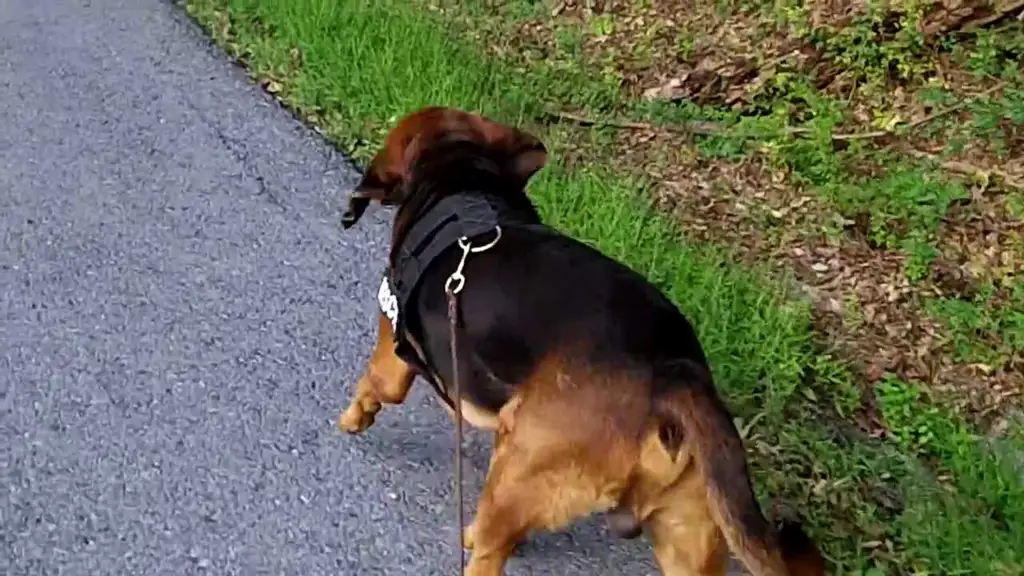 Anjing pelacak sedang melacak sesuatu