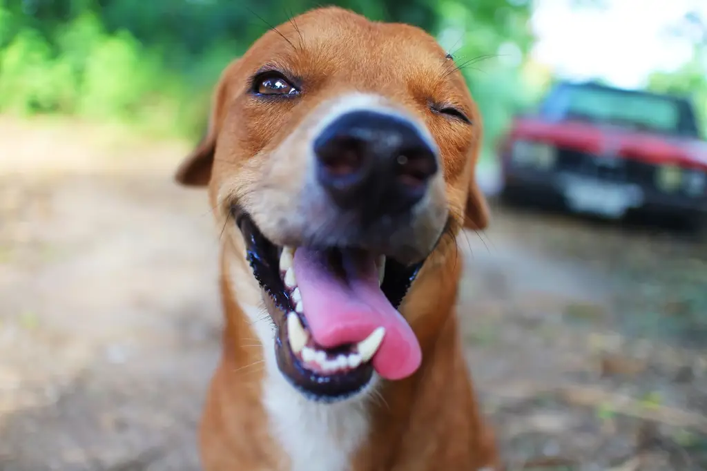 Anjing yang tampak bahagia dan sehat