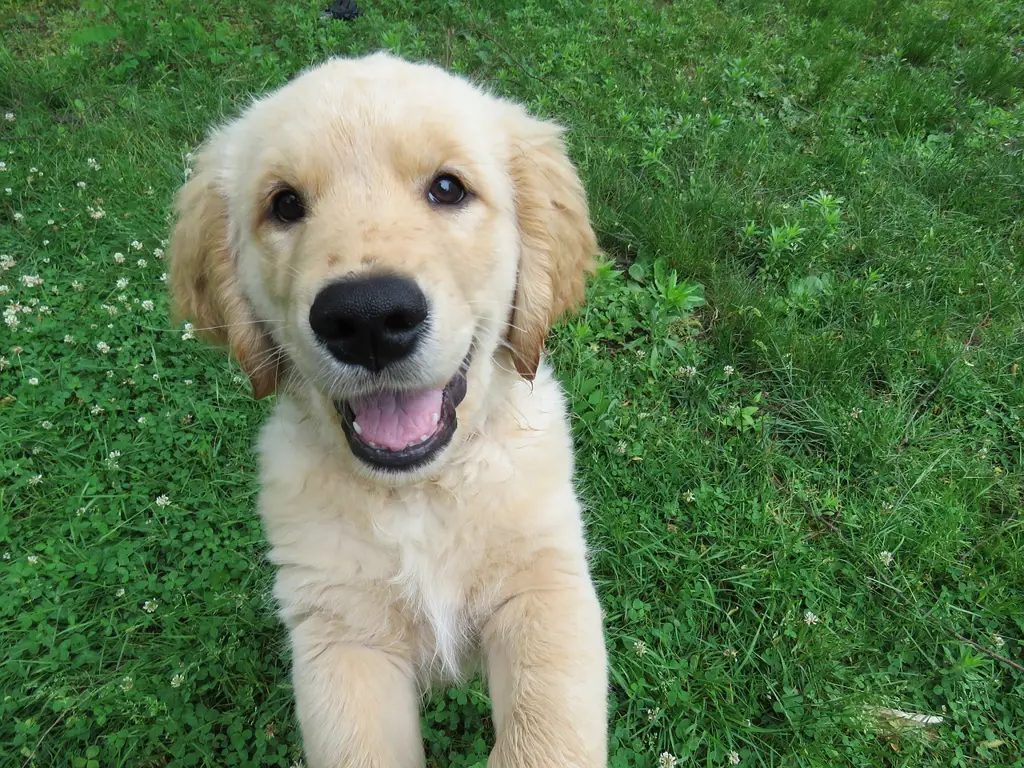 Anjing Golden Retriever yang bahagia