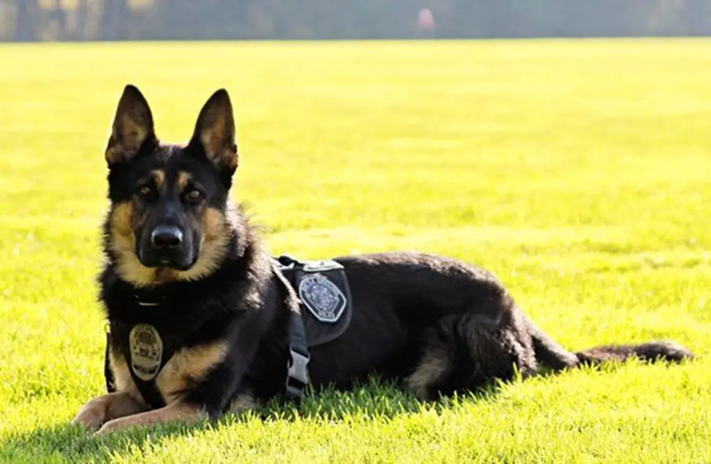 Anjing polisi dalam seragam