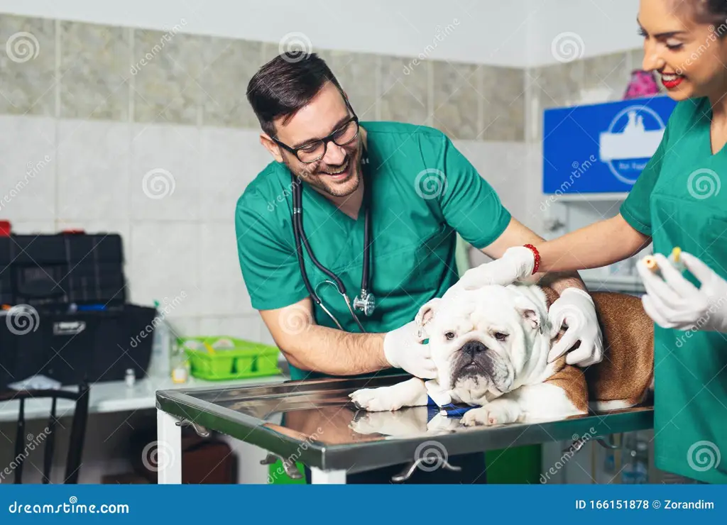 Anjing yang bahagia di klinik hewan