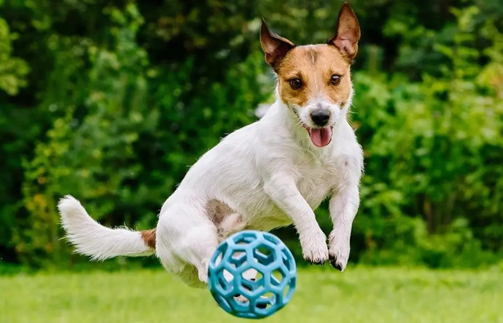 Anjing bermain dengan gembira