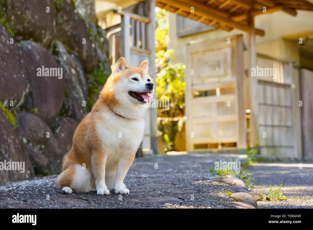 Seekor anjing Shiba Inu yang tampak magis dan mistis