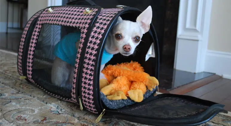 Anjing tampak nyaman di dalam tas carrier